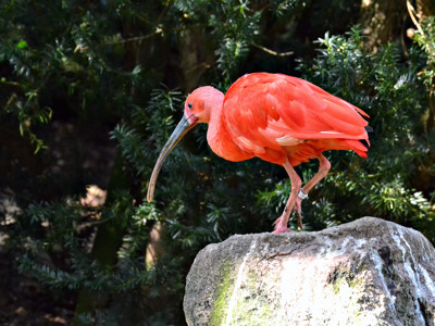 Click here to view at full resolution.