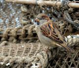 House Sparrow by biffobear, photography->birds gallery