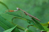 Stare Down by 427cobraAC, Photography->Insects/Spiders gallery