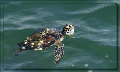 Click here to view at full resolution.