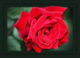 Dew Kissed by LynEve, photography->flowers gallery