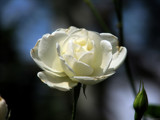 No. 67 by Hottrockin, Photography->Flowers gallery