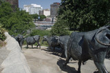 Cattle Drive II by dleuty, Photography->Sculpture gallery