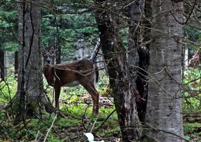 Click here to view at full resolution.