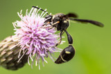 Black and Yellow Mud Dauber by unclejoe85, photography->insects/spiders gallery