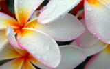 Hawaiian Style by Texan1968, photography->flowers gallery