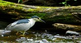 Searching Heron by legster69, Photography->Birds gallery