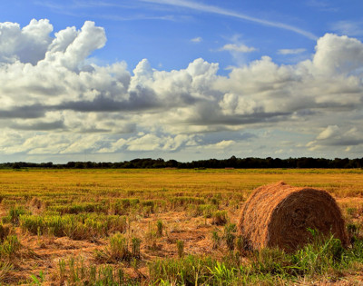 Lazy, Hazy, Crazy Days Of Summer by PatAndre, photography->landscape gallery