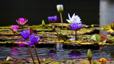 Water Lilies part two by anfodor, Photography->Flowers gallery