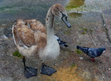 Friends? by ovar2008, photography->birds gallery