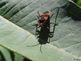 Clown Bug by photoguy16, Photography->Insects/Spiders gallery