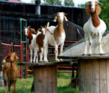 Goatville USA by LakeMichigan, photography->animals gallery