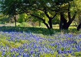 Blue Bonnets by PatAndre, Photography->Flowers gallery