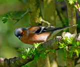 In the Treetops by biffobear, photography->birds gallery