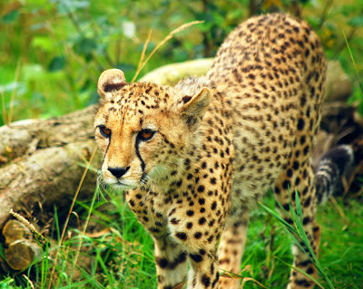 Click here to view at full resolution.