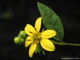 Yellow Flower by chris_f2005, photography->flowers gallery