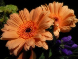  Gerbera Duo by LynEve, Photography->Flowers gallery