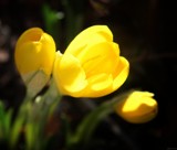 Autumn Crocus by LynEve, photography->flowers gallery