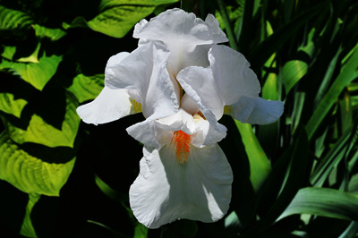 Click here to view at full resolution.