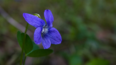 Click here to view at full resolution.