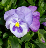 My 2026 Pansies - 1 by trixxie17, photography->flowers gallery