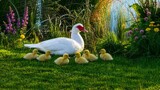 Sitting Duck. by LynEve, computer-> a.i. gallery