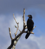 Lord Of The Marsh by PatAndre, photography->birds gallery