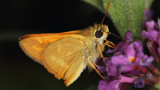 Skipper #5 by ryzst, photography->insects/spiders gallery