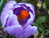 Crocus by LynEve, Photography->Flowers gallery