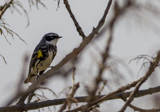 Yellow-Rump Warbler by Pistos, photography->birds gallery