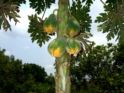 Click here to view at full resolution.