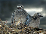 Baby Steps by traceyrn, Photography->Birds gallery