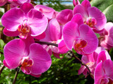 Phalaenopsis in PINK! by trixxie17, photography->flowers gallery