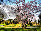 Spring at Last by Ramad, photography->gardens gallery