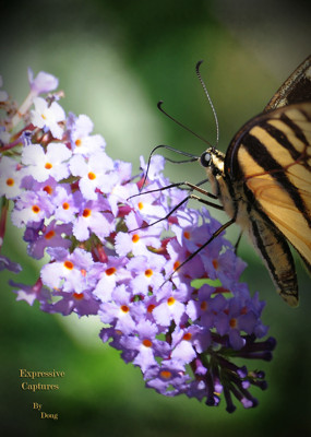 Click here to view at full resolution.