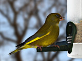 Green Finch by Ramad, photography->birds gallery