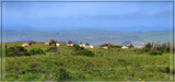 Tule Elk Reserve by Flmngseabass, photography->animals gallery