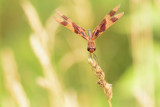 Dragonfly by unclejoe85, photography->insects/spiders gallery