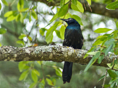 Click here to view at full resolution.