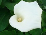 White Lily by Crusader, photography->flowers gallery