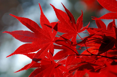 Click here to view at full resolution.