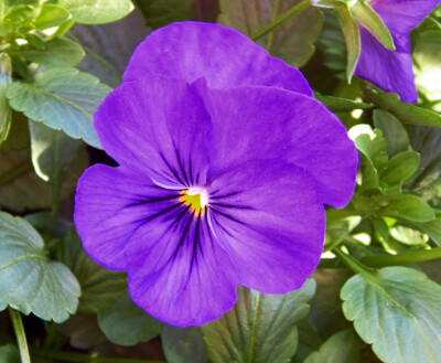 Click here to view at full resolution.