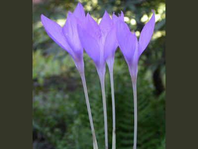 Click here to view at full resolution.