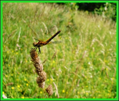 Click here to view at full resolution.