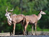 Not Talking! by Ramad, photography->animals gallery