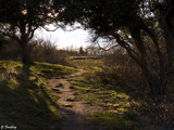 The path to enlightenment by Junglegeorge, Photography->Nature gallery