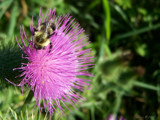 Another Bee and Thistle by BossCamper, photography->insects/spiders gallery