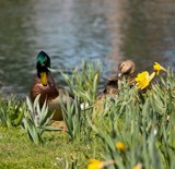 Him and Her by avedeloff, Photography->Birds gallery