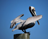 The Pelican by LakeMichigan, photography->birds gallery