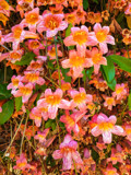 Trumpet Vine by Pistos, photography->flowers gallery